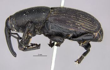 Media type: image;   Entomology 124 Aspect: habitus lateral view